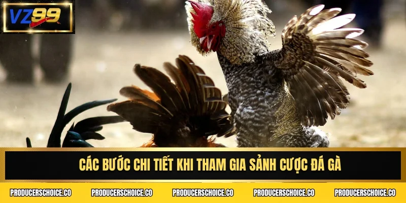 Các bước chi tiết khi tham gia sảnh cược đá gà