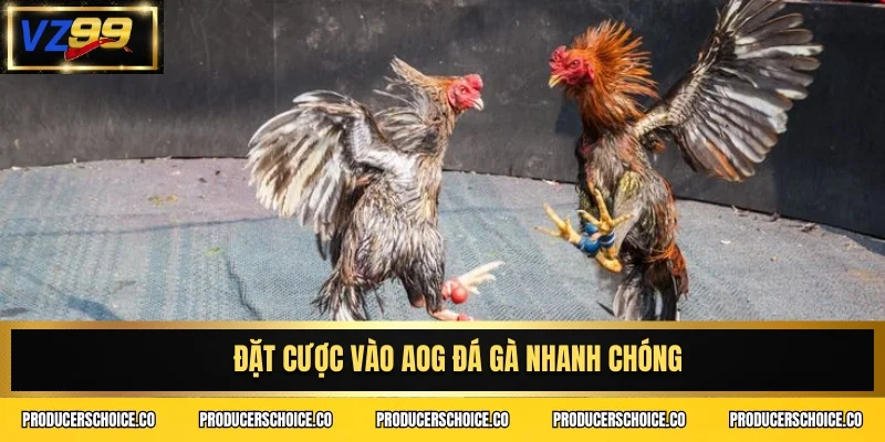 Đặt cược vào Aog đá gà nhanh chóng