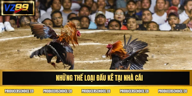Những thể loại đấu kê tại nhà cái